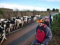 Cattle ranchers