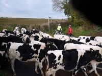 Stampede